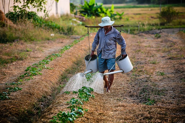 irrigation