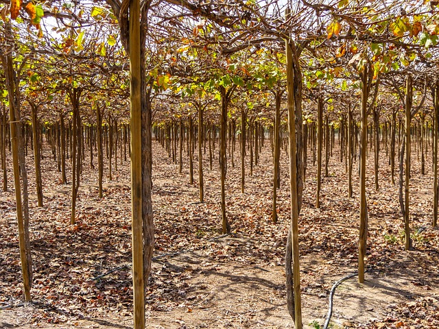 irrigation