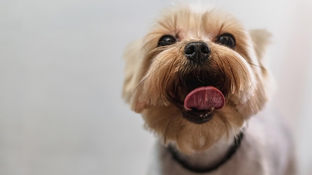 mobile dog grooming