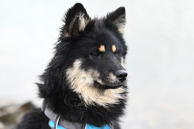 mobile dog grooming