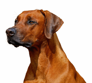 npressfetimg-1699.png