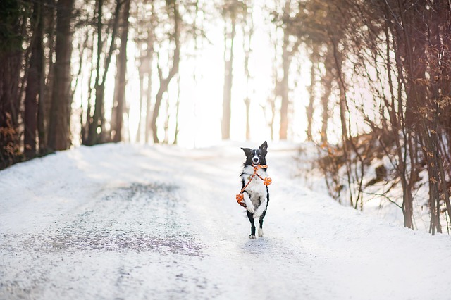 Paw4paws: Nurturing Coat Health with Gentle Brush Downs