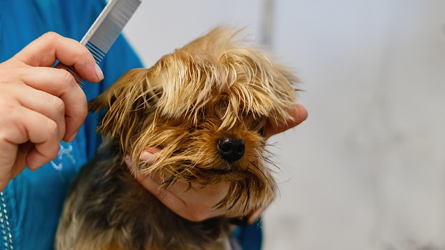pet salons Australia