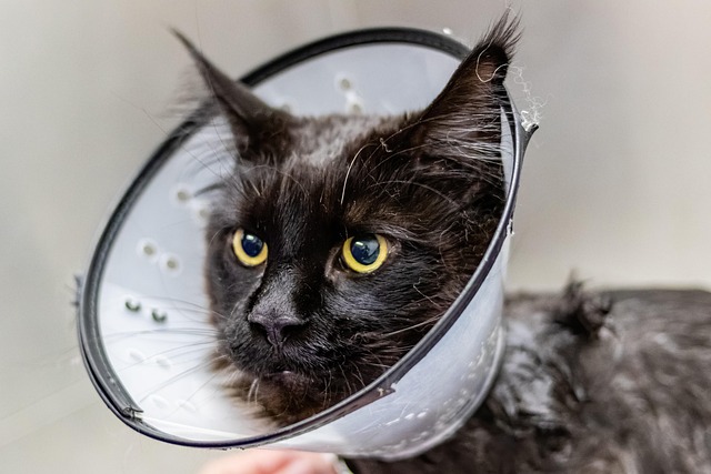 pet salons Australia