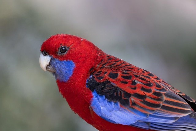 pet salons Australia