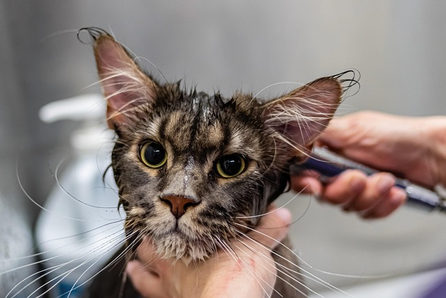 pet salons Australia
