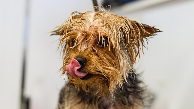 pet salons Australia