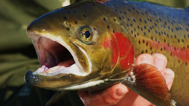 river fishing for trout