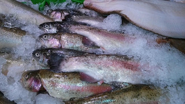 river fishing for trout