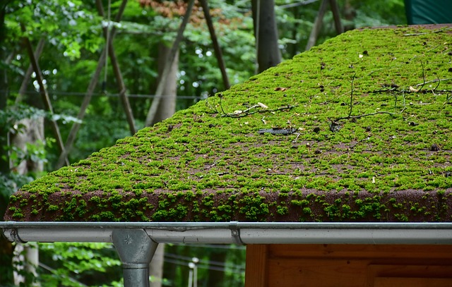 roofing, steel roofing, roof, house roof