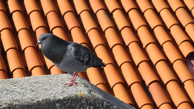 roofing, steel roofing, roof, house roof