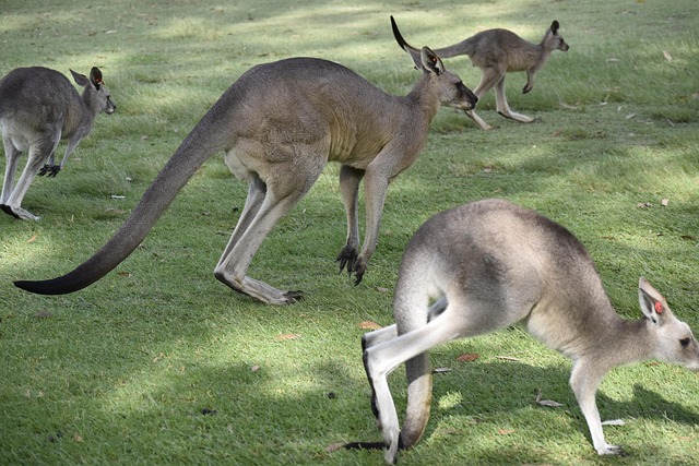 SEO services Australia
