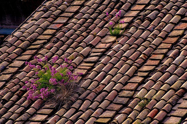 Steeline colorbond roofing