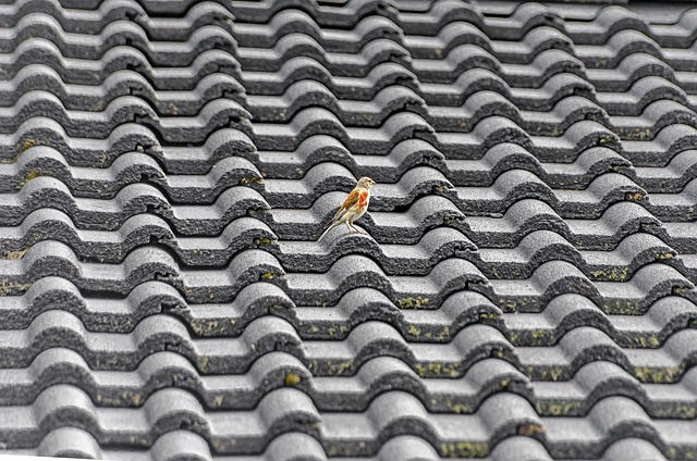 Steeline colorbond roofing