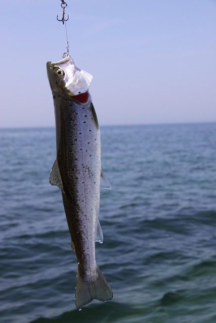 Trout