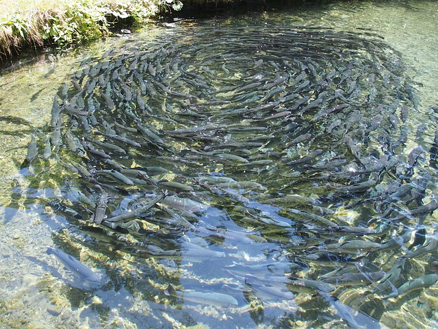 Trout