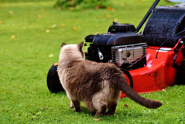 yamaha motorcycles, lawn mower, motorcycle