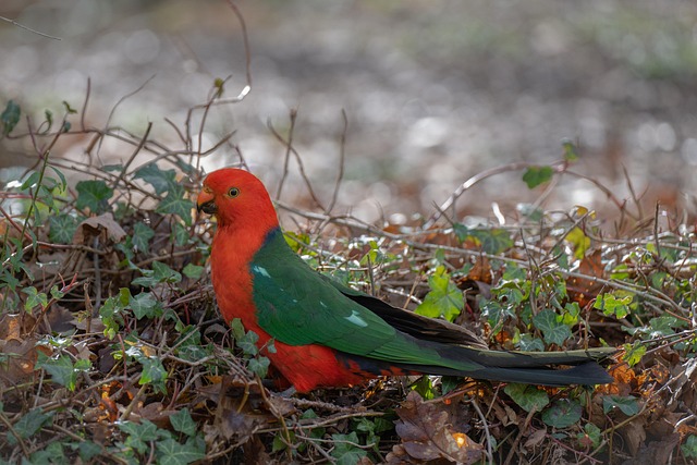 Australian locations