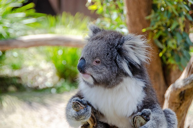 Australian made