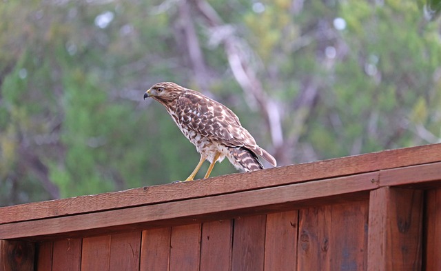 Backyard colorbond fences