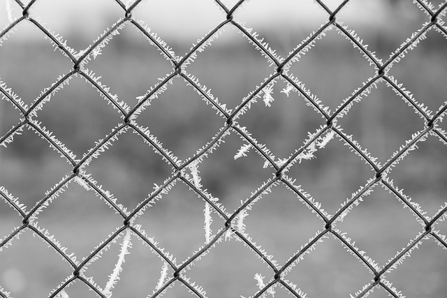 Backyard colorbond fences