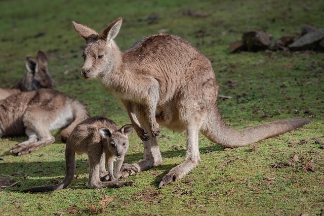 business australia