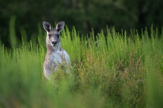 Camping in Australia