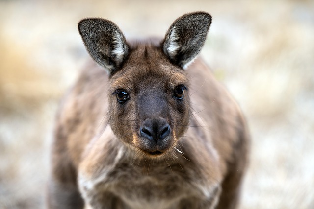 Camping in Australia