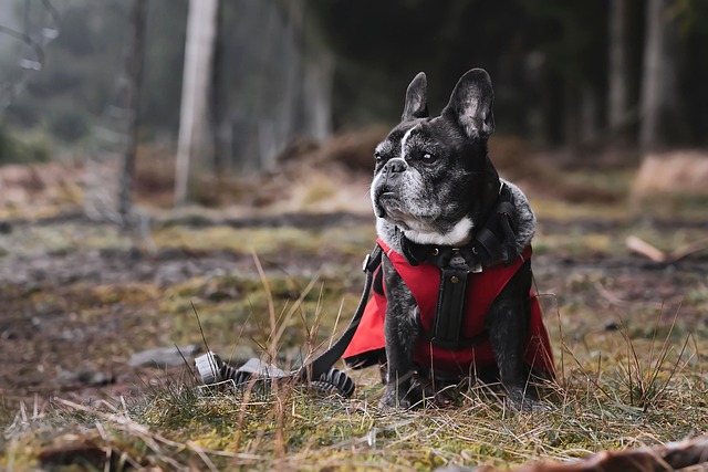 canine grooming specialists