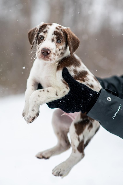 canine grooming specialists