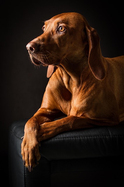 canine grooming specialists