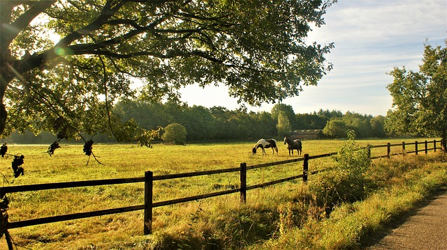 colorbond fencing