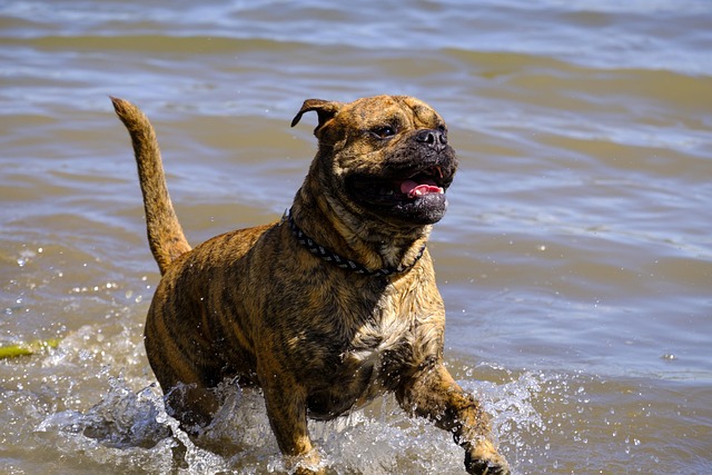 dog bathing