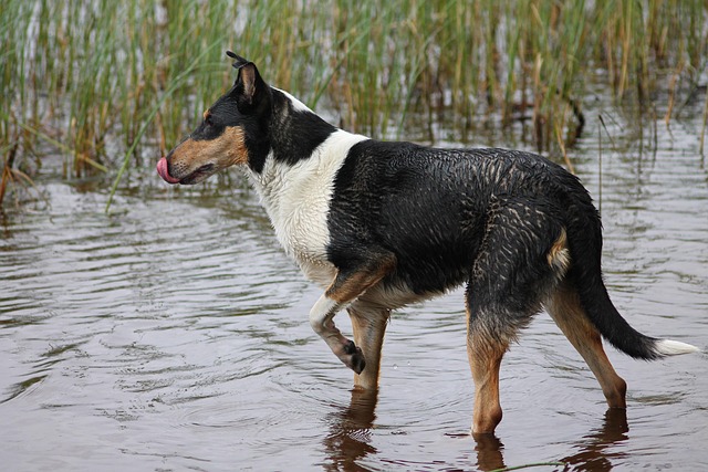 dog bathing