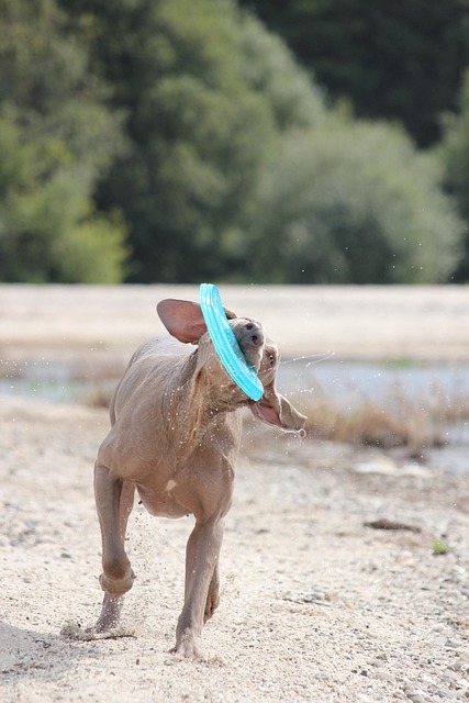 dog bathing