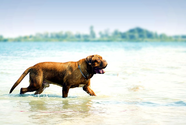 dog bathing