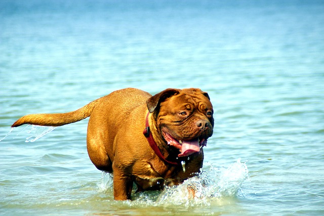 dog bathing
