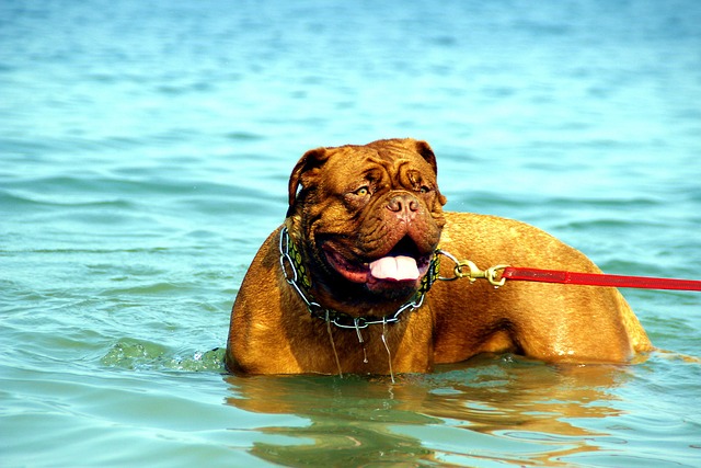 dog bathing