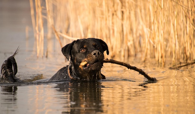dog bathing