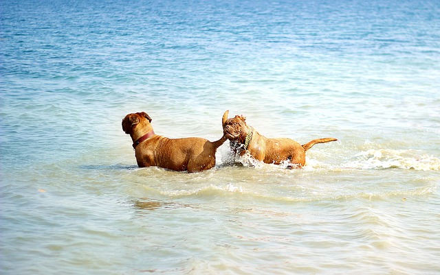 dog bathing