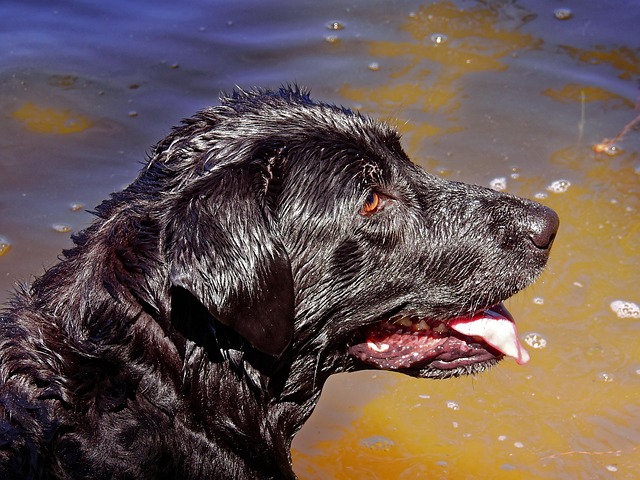 dog bathing