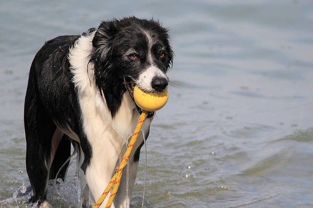 dog bathing