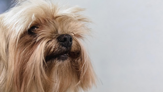 dog care