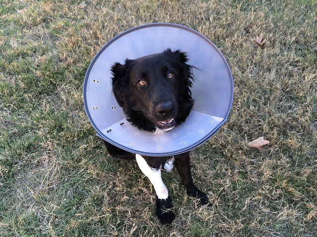 dog care
