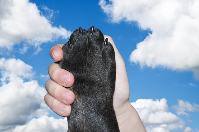 dog care