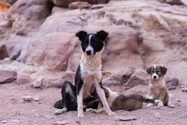 dog caring