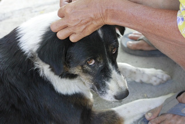 dog caring
