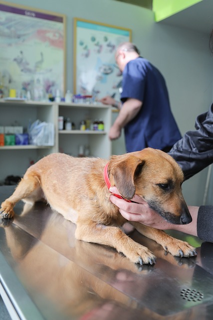 dog caring