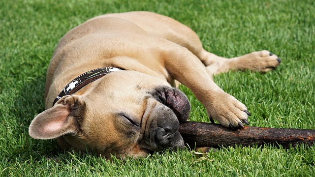 dog caring