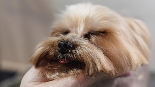 dog caring